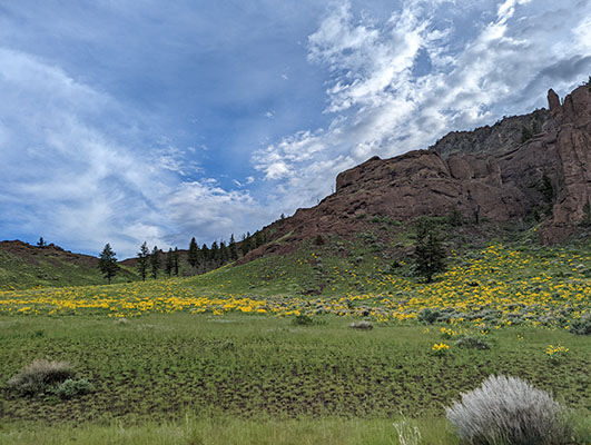 Wildflowers Blooming Near Cody, WY