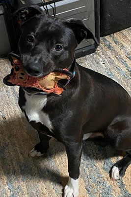 Black Dog Holding Toy