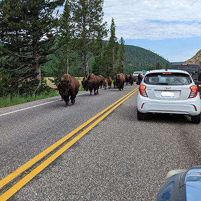 Bison Jam