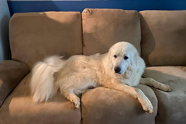 Great Pyrenees Dog