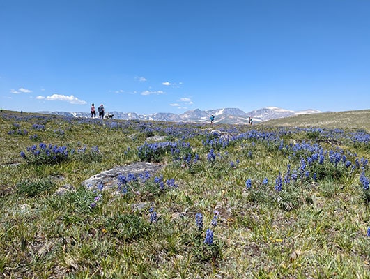 Lupine Blooming beside the Beartooth Highway