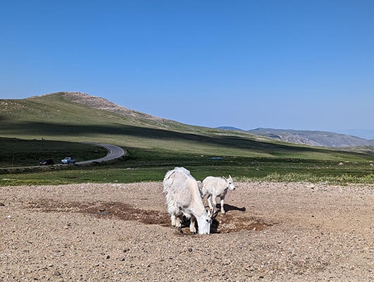 Mountain Goats on the Beartooth Highway