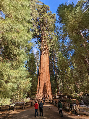 General Sherman Tree in Sequoia National Park