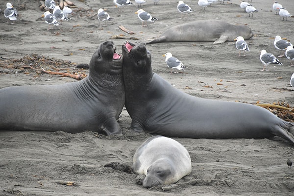 Elephant Seals