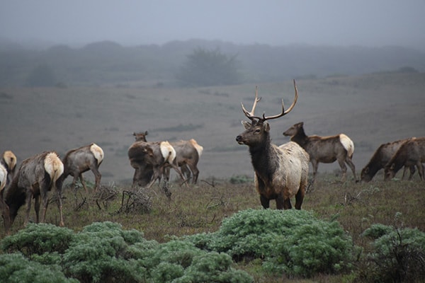 Elk in San Simeon