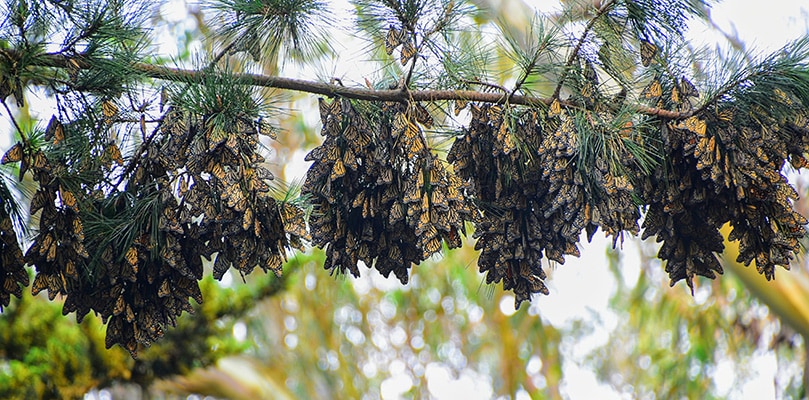 Monarch Butterfly Roost