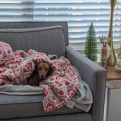 Brown mini dachshund peering from beneath a Christmas blanket