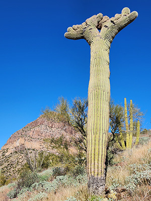 Cristate Saguaro Cactus in Organ Pipe Cactus National Monument