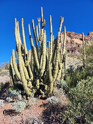 Organ Pipe Cactus in Organ Pipe Cactus National Monument