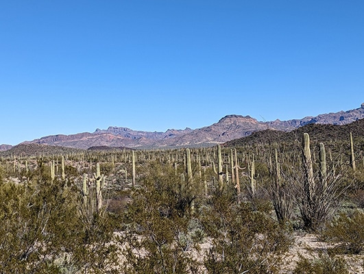 Saguaro-studded landscape with mountains in the distance in Organ Pipe Cactus National Monument
