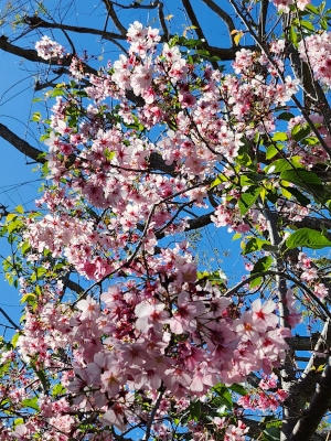 Pink cherry blossoms against a blue sky at the Japanese Friendship Garden in San Diego