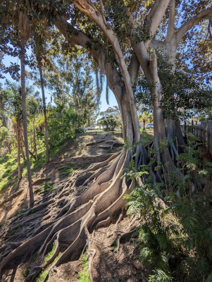 Roots and trunk of a Moreton Bay Fig Tree