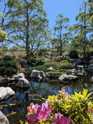 Fuchsia-colored azaleas blooming around a koi pond