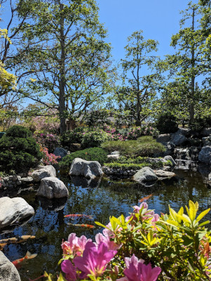 Fuchsia-colored azaleas blooming around a koi pond