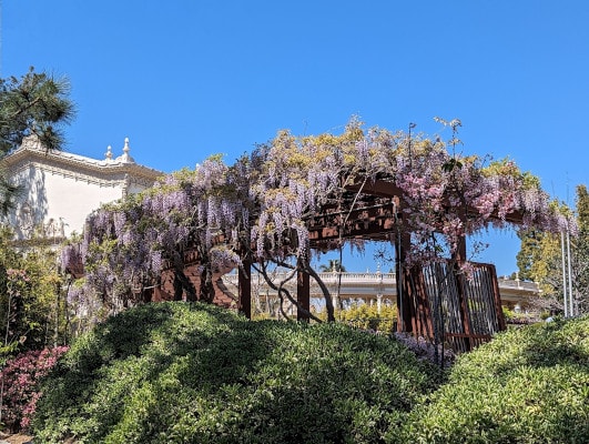 Purple wisteria blooming on a pergola