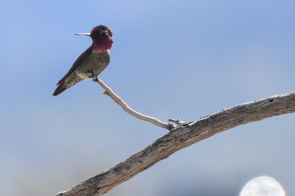 Small Anna's hummingbird with magenta head and white breast resting on a branch