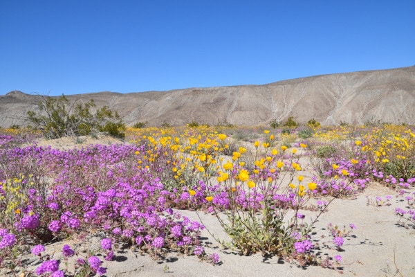 Purple sand verbena and yellow desert sunflowers against a mountain backdrop at Anza-Borrego Desert State Park