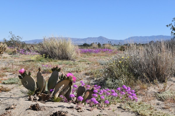 Beavertail cactus with bright pink blooms and purple sand verbena against a mountain backdrop at Anza-Borrego Desert State Park