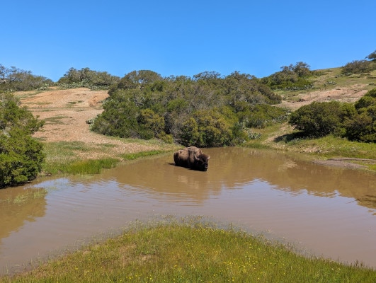 A lone bison soaks in a muddy pond