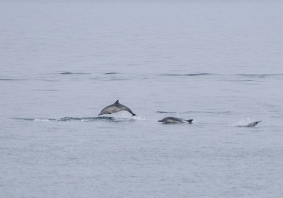 Three common dolphins breach the Pacific Ocean around Cataline Island
