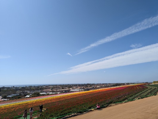 A colorful ranunculus field and the Pacific Ocean behind it