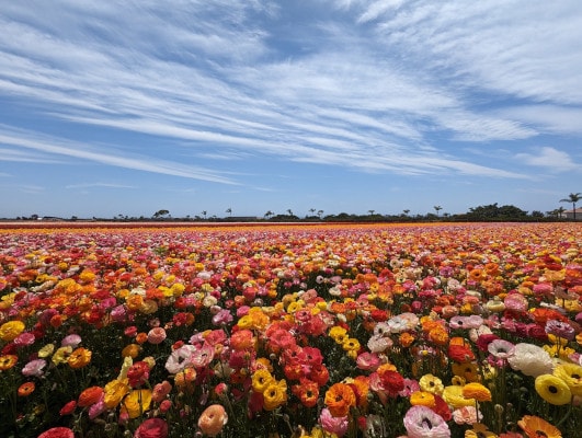 Colorful ranunculus flowers stretch to the horizon