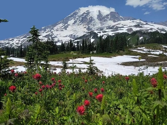 Mount Rainier rises behind a wildflower meadow that's also dotted with patches of snow