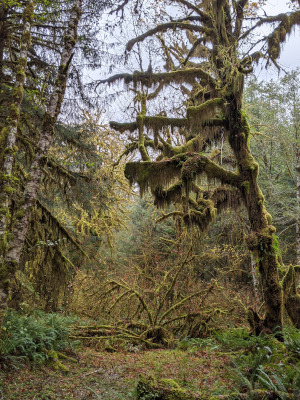 A moss covered tree in the Hoh Rainforest in Olympic National Park