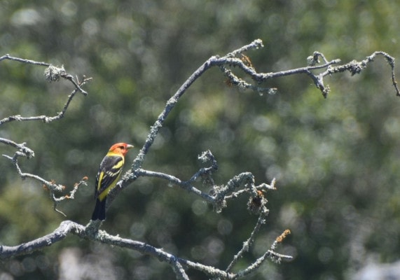 A Western tanager bird, with a reddish-orange head and a yellow and black body, rests on a bare branch