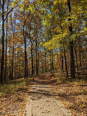 A hiking trail leading through trees with green, yellow, and orange leaves