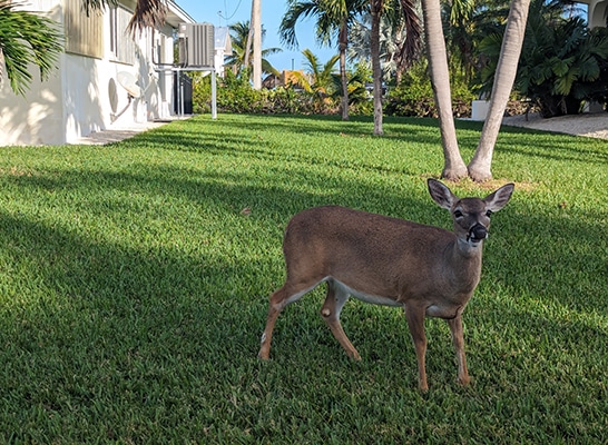 A brown Key Deer, less than 3 feet or 1 meter high, looks straight into the camera while standing on a residential lawn