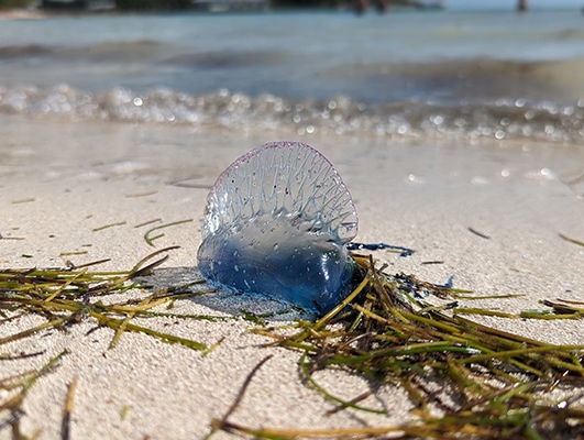 A blue Portuguese man o' war, related to jellyfish, lies on a sandy beach. It has a transparent sort of fin with faint pink along the top edge