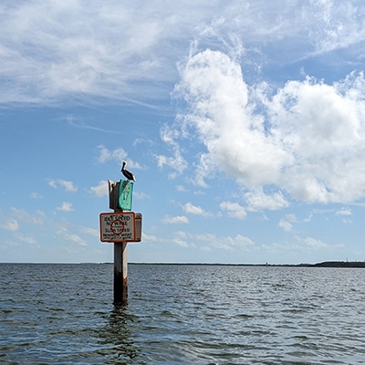 A pelican rests on top of a "No Wake" marker for boats