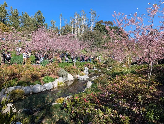 Pink cherry trees bloom above a small stream