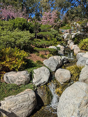 A small, manmade waterfall cascades down a rocky slope with blooming cherry trees at the top