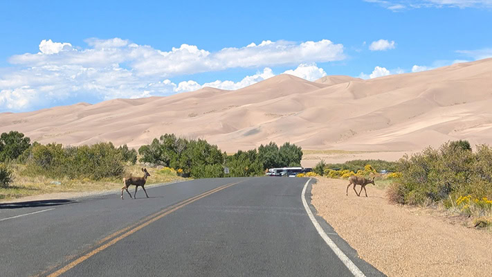 Two mule deer cross a paved road with high brown sand dunes in the background