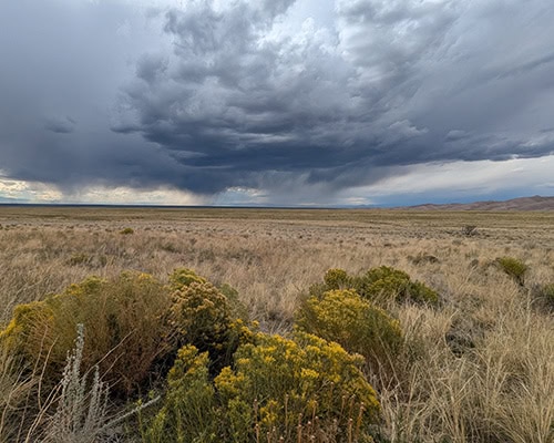 Stormy clouds are backlit by a hidden sun. Bushes with yellow flowers grow among dry, brown grasses