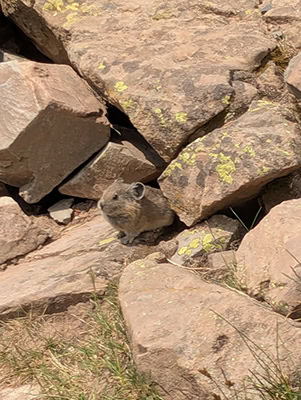 A little brown rodent with big round ears sits on a rock surrounded by other rocks that make up its den