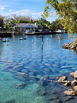 Dozens of manatees are huddled up behind a roped off area in crystal clear water where a spring meets a river. Kayakers look on from beyond the boundary rope