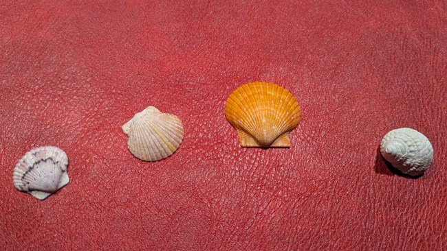 Three scallop shells and a snail shell. Two of the scallop shells are shades of purple but one is bright orange. There's also a pale snail shell.