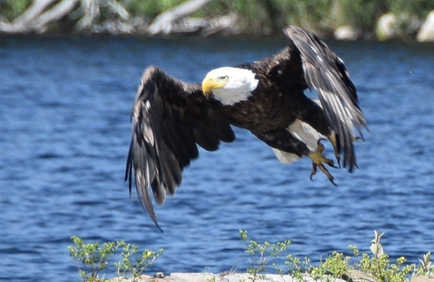 A large, mostly black bird with a white head, takes flight from a rock rising up from a blue lake