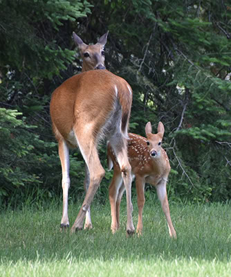 A brown female deer looks behind her, directly into the camera. One of her fawns, brown with white spots, faces the camera