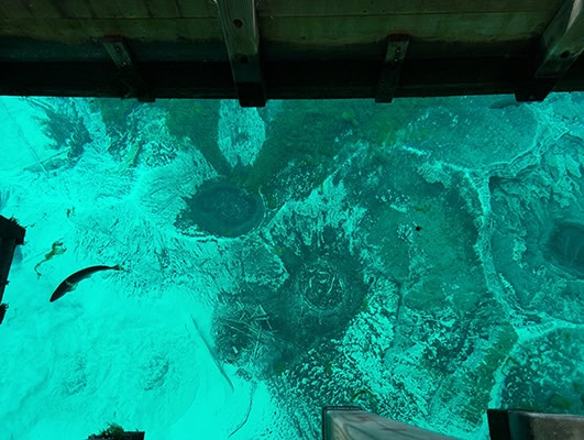 Clear yet vibrantly blue water. The bottom of the spring appears to mostly be light-colored sand with darker patches. The wood of the viewing platform can be seen around the edges of the photo