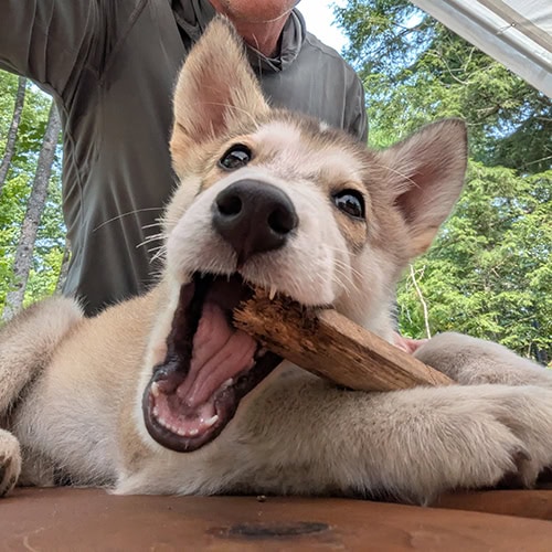 A close up of an Alaskan husky puppy. It's white with gray points and its mouth is wide open as it chews on a stick