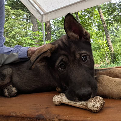 A mostly black Alaskan husky puppy lies on a wood bench. He has a chewy bone but isn't chewing on it at the moment. One ear is up and the other is flopped down.