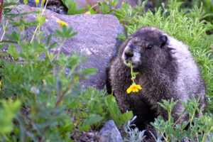 A marmot sits in greenery next to a rock. The marmot is eating the stem of a yellow flower