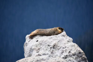 A marmot is completely relaxed and lying outstretched in an indentation in a large white rock