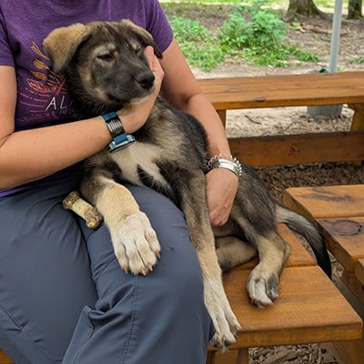 A brown and black Alaskan husky puppy rests half on a lap and half on a bench. It looks perfectly content to be cuddled.
